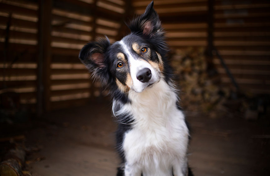 Border Collie tilting his head