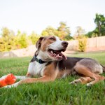 dog in fenced yard