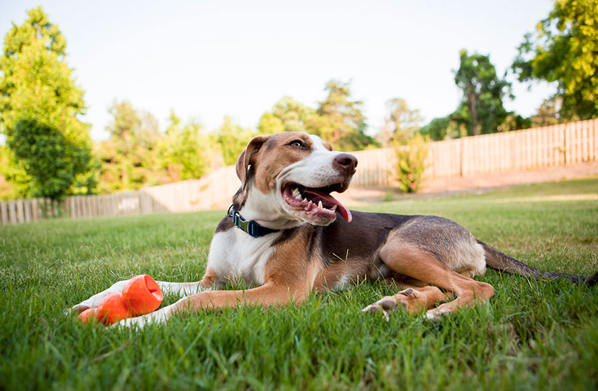 dog in fenced yard