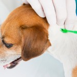 hands removing tick from dog