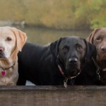 yellow black and chocolate labrador dogs