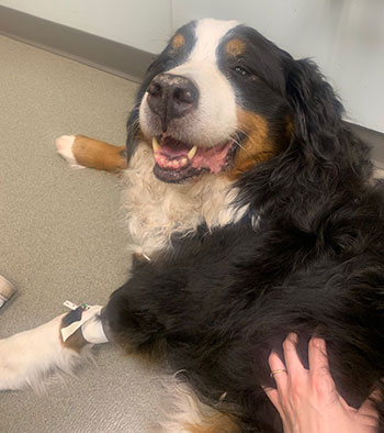 Buster the Bernese