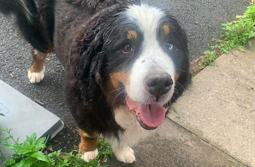 Buster the Bernese