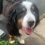 Buster the Bernese