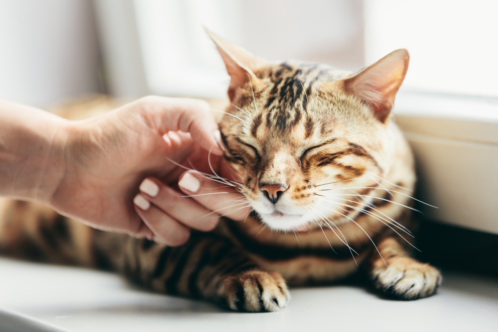 cat lying on window sill