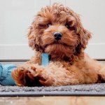 Cavapoo dog