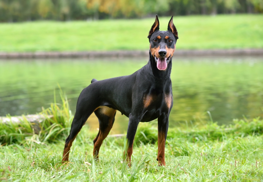 Black doberman pinscher dog standing in grass