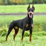 Black doberman pinscher dog standing in grass