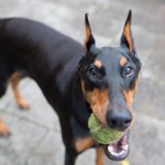 doberman-pinscher-holding-tennis-ball