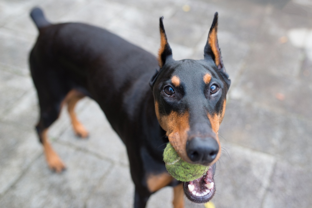 doberman-pinscher-holding-tennis-ball