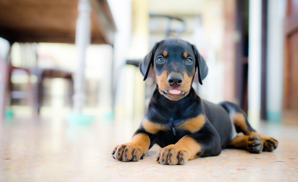 doberman pinscher puppy on floor