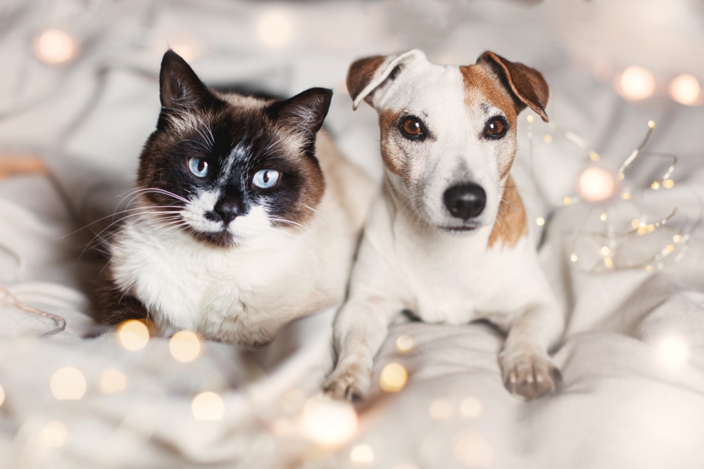 dog and cat on bed