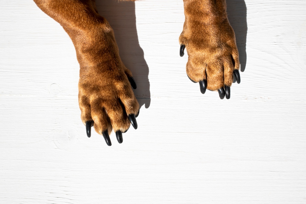 Dog paws on a white wooden background. Top view, close-up.