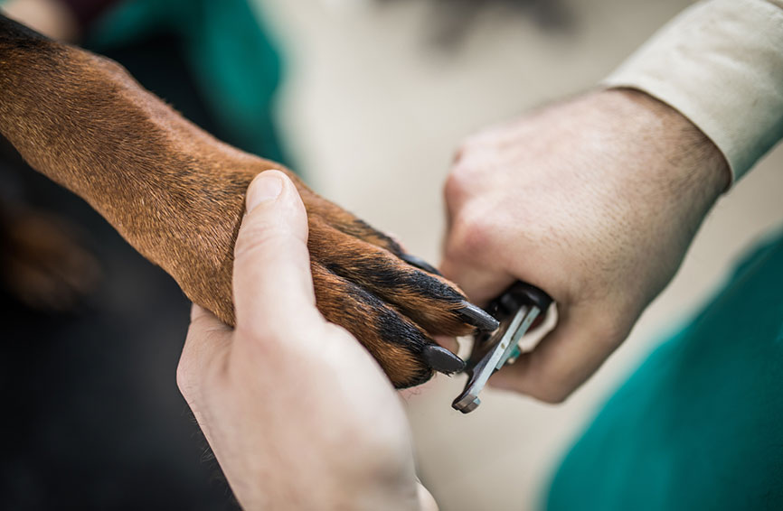 Dog nail trim