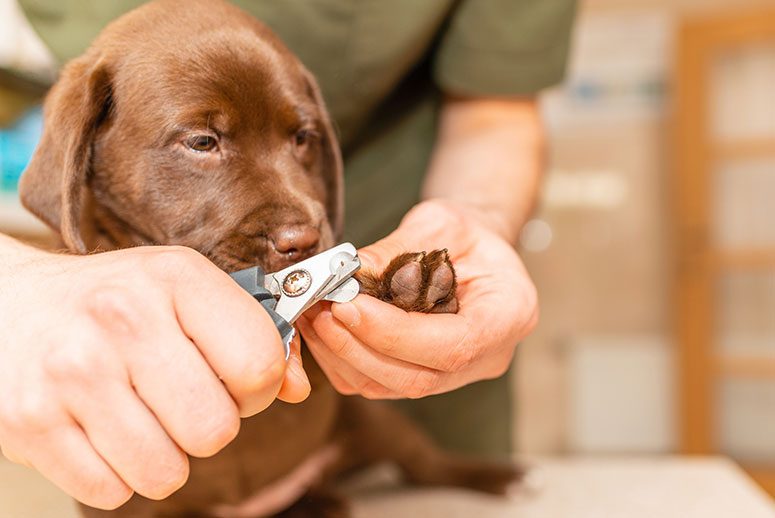 Dog having nails trimmed