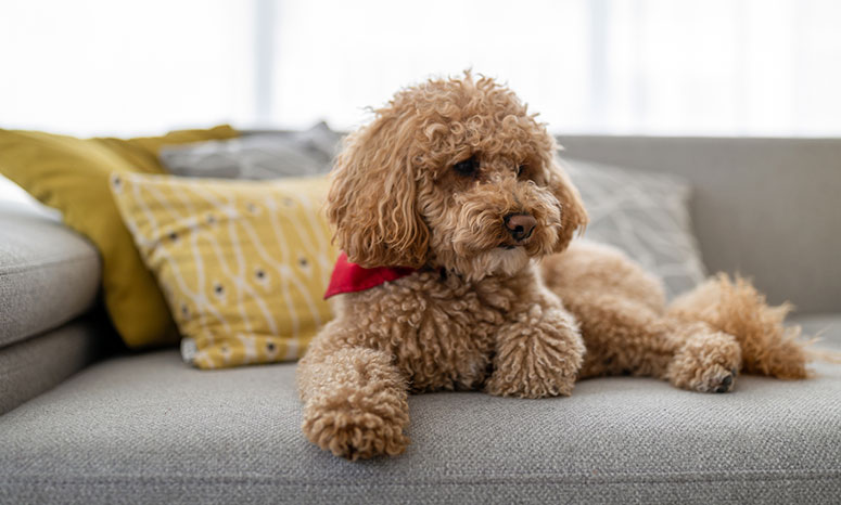 Toy poodle