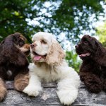 Three cocker spaniels