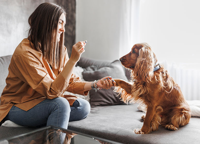 cocker spaniel with owner