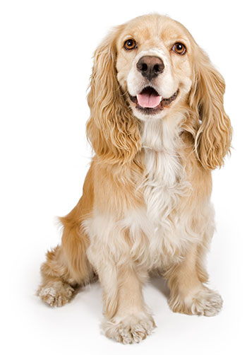 cocker spaniel