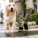 Man walking a Golden Retriever