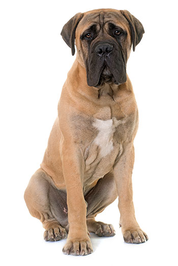 Mastiff with white background