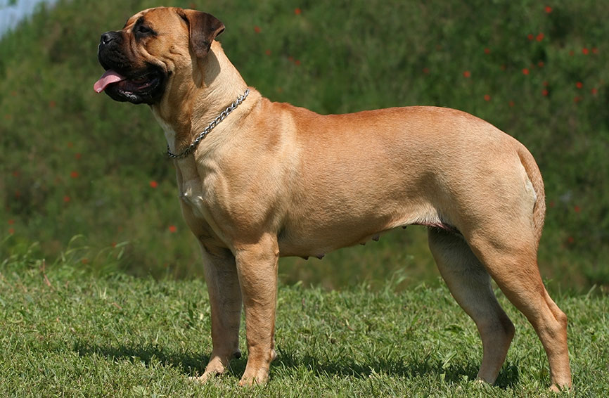 A mastiff outside