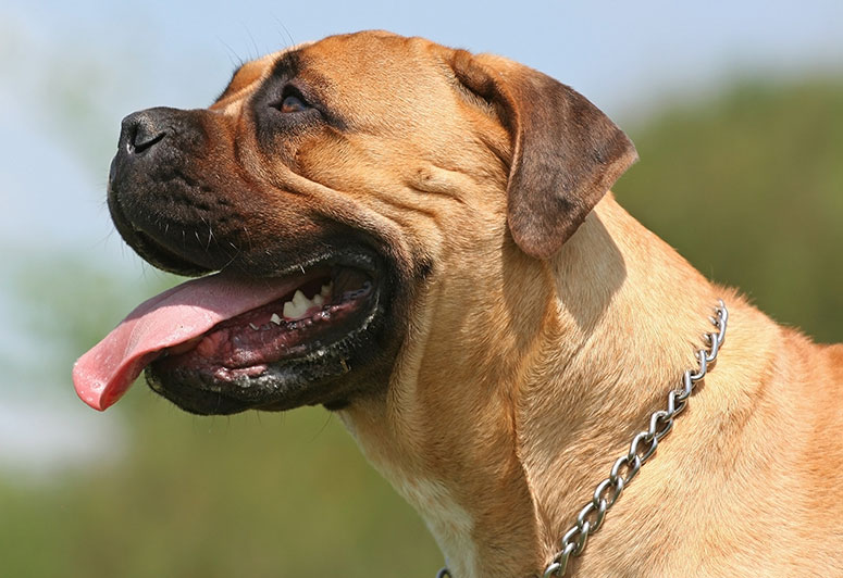 A mastiff's head