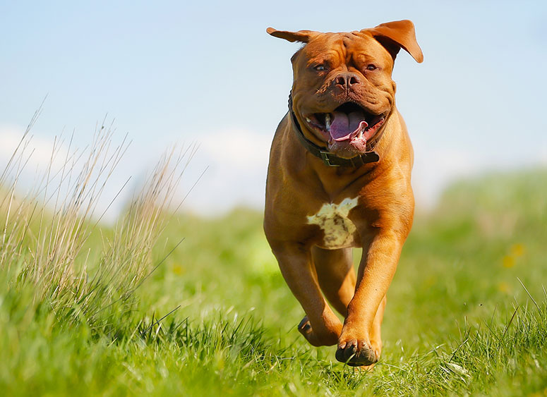 Mastiff running