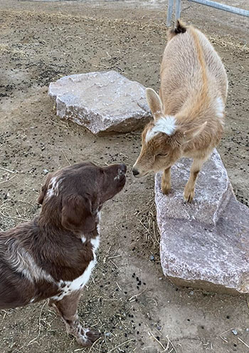 Molly with a goat