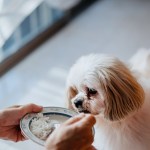 shih tzu dog eating rice