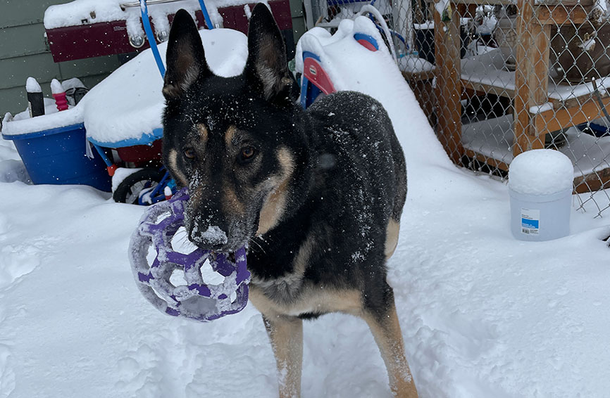 Tyr, a GSD, in the snow.