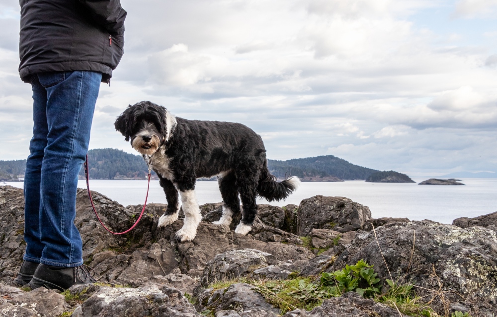 Portuguese water dog outside on leash next to person's legs