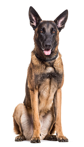 Belgian Malinois on white background.