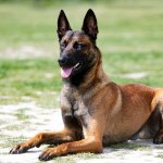 Belgian Malinois lying down