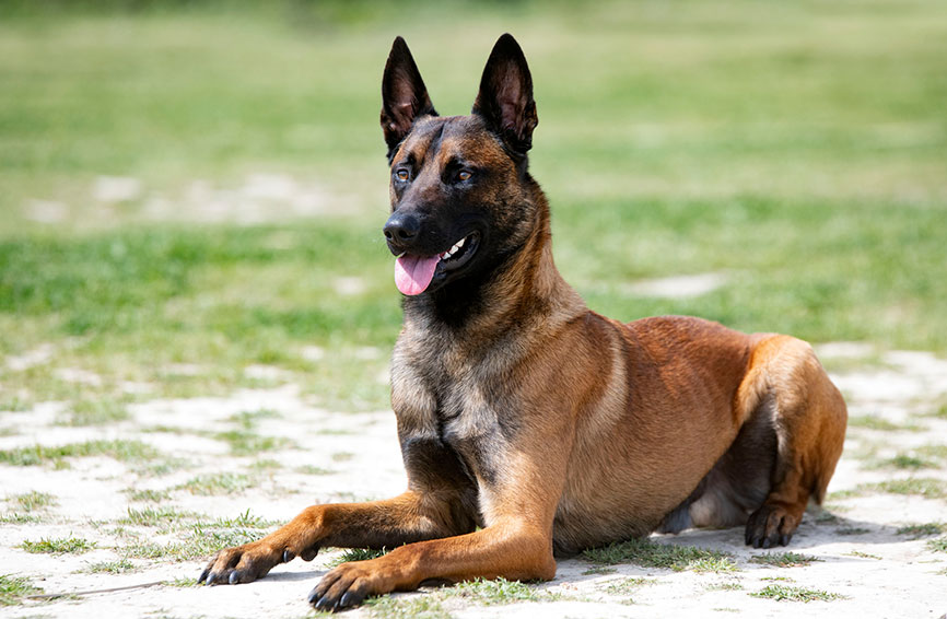 Belgian Malinois lying down