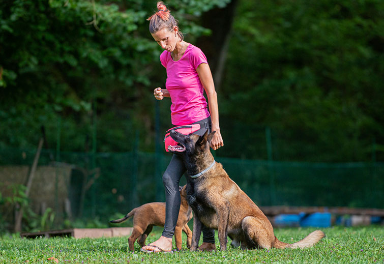 Belgian Malinois training