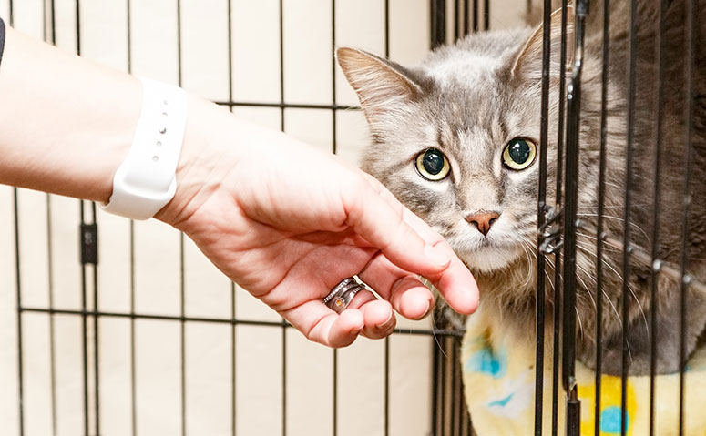 cat at a shelter