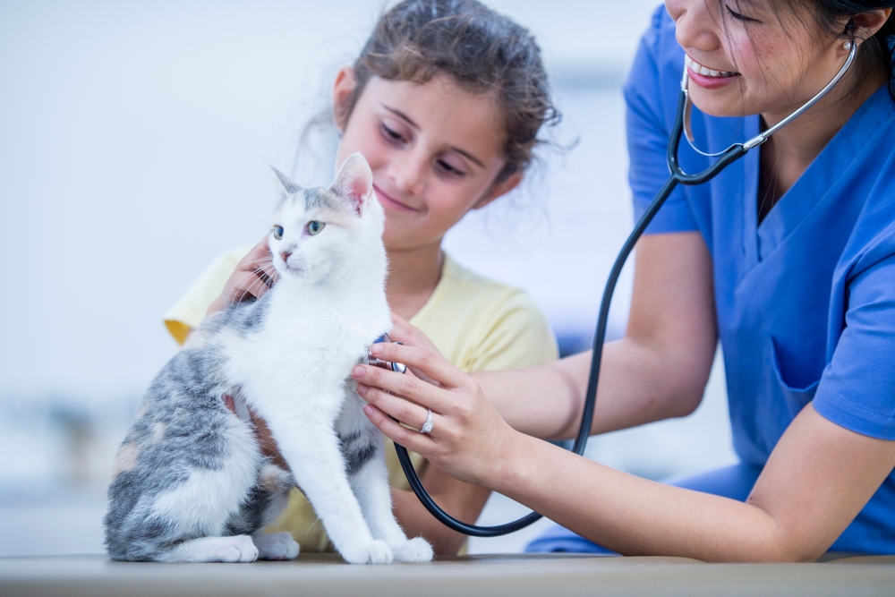 little girl with cat at the vet