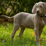 Weimaraner dog