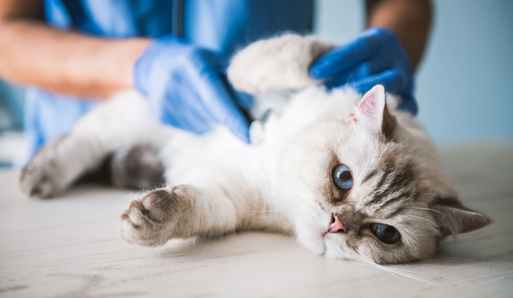 white cat at the vet