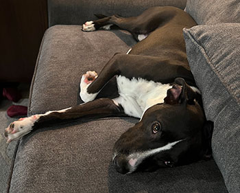 Zip, the mixed breed dog on the couch.