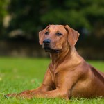 Rhodesian ridgeback lying outside in grass