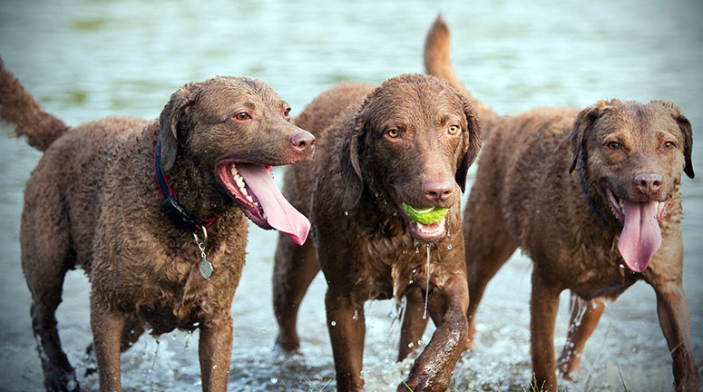 3 Chesapeake Bay retrievers