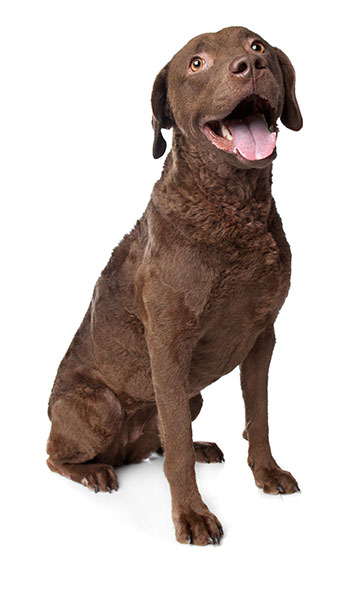 Chesapeake Bay retriever