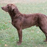 Chesapeake Bay retriever