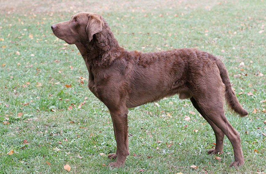 Chesapeake Bay retriever