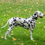 dalmatian dog standing in grass