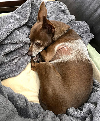 Josie, a cute dog recovering from radiation.