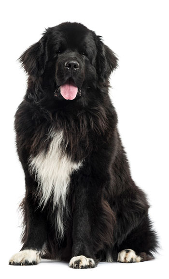 Newfoundland dog on white background.  