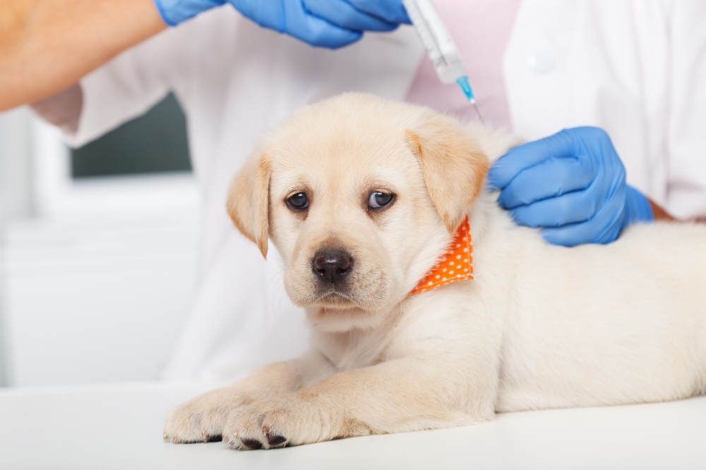 puppy getting a shot at the vet